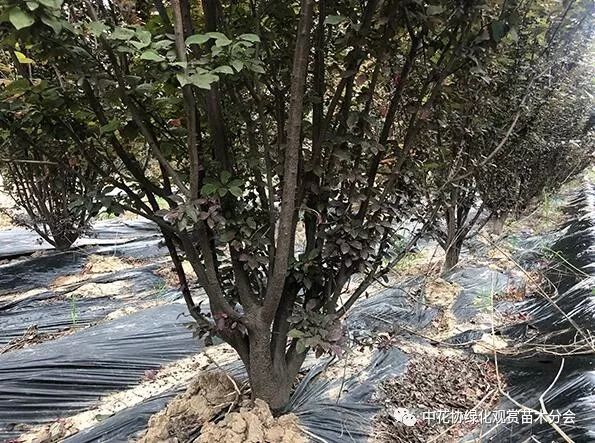 地径10cm的丛生红叶李图片