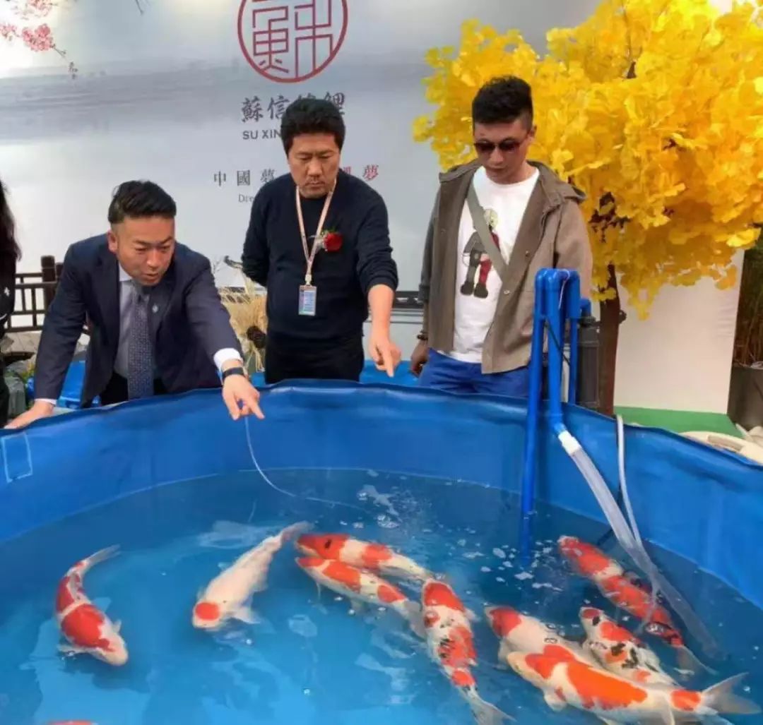 苏信锦鲤首次亮相中国锦鲤大赛,获得阪井健太郎等专家