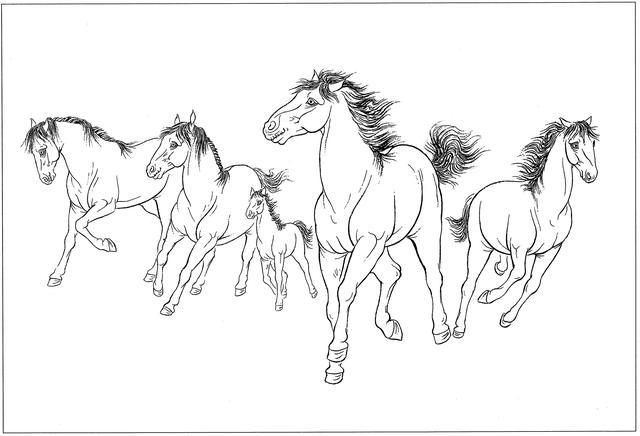美术转载动物白描资料马的线描图