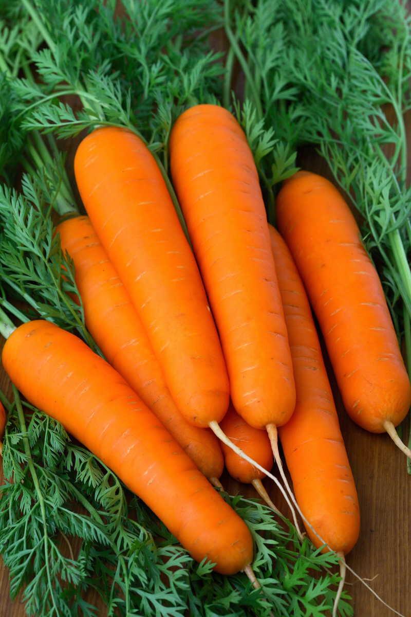 现在可以种胡萝卜晚不晚 95dc4ff85a354d059bf3395cc1f92eca.jpeg