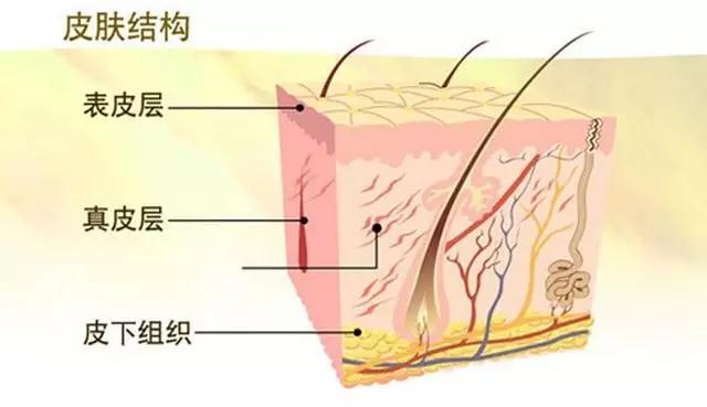 蛋白线提升的原理_蛋白线面部提升术的工作原理是什么(2)