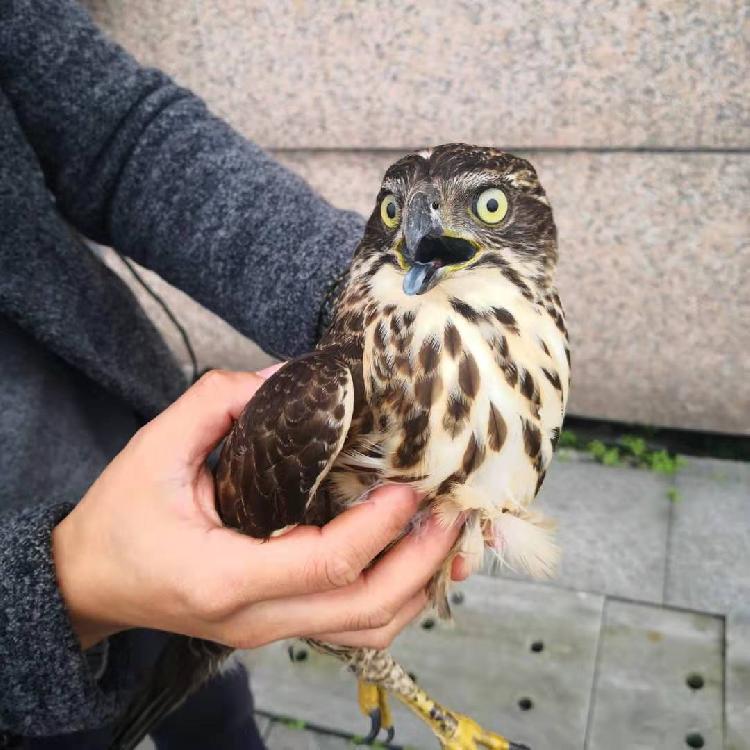 點讚！警民攜手救助國家二級保護動物「鳳頭鷹」 寵物 第1張