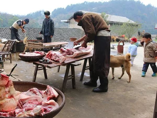 猪肉昂贵的年份,体验一场杀年猪吃杀猪饭的奢侈!