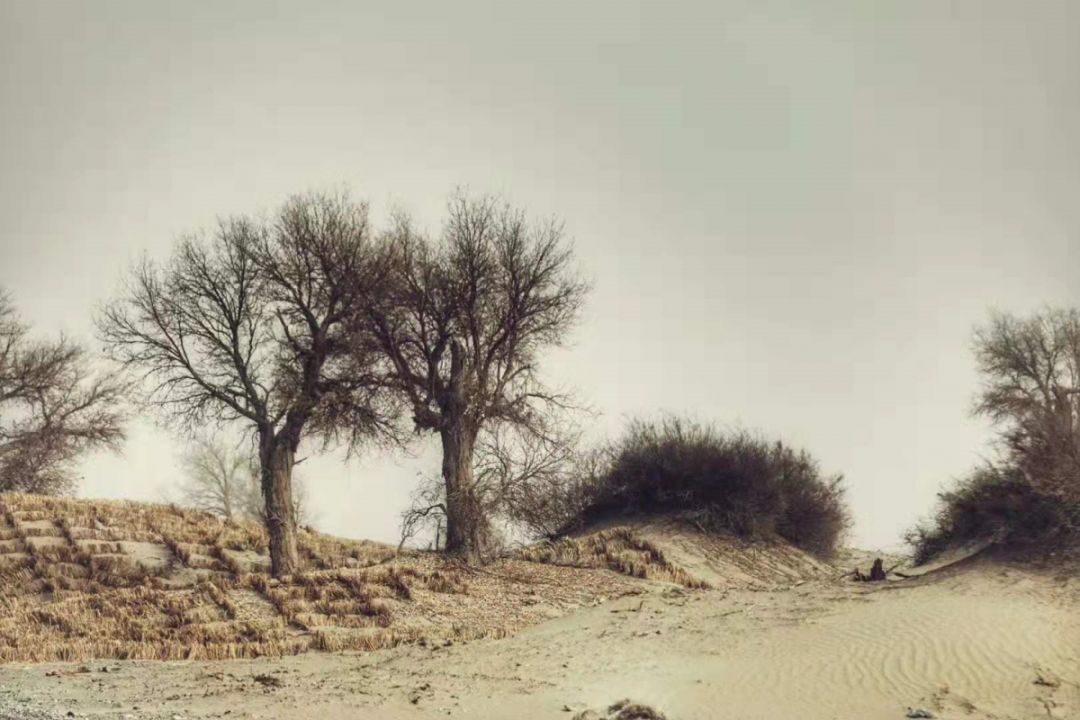 啥叫东北风 a340a70e2e6647c7a556d333adebd2da.jpeg