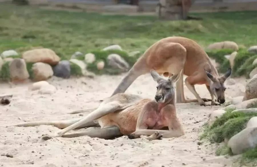 ���裤688�Ϳ��������������Ƶ�����ͷ�+2��2С������ ...