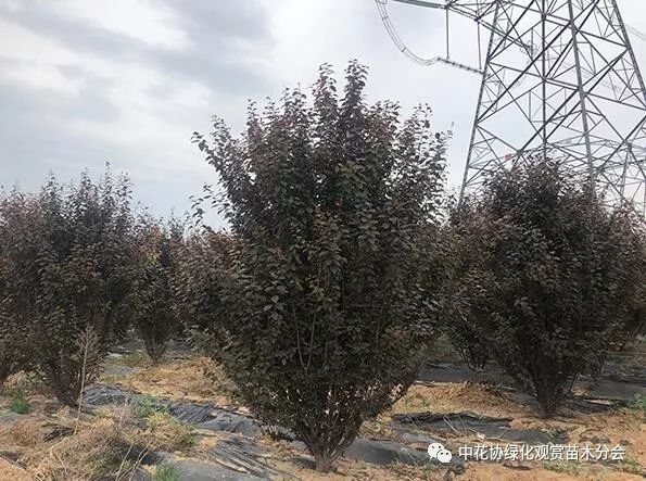 地径8cm的丛生红叶李图片