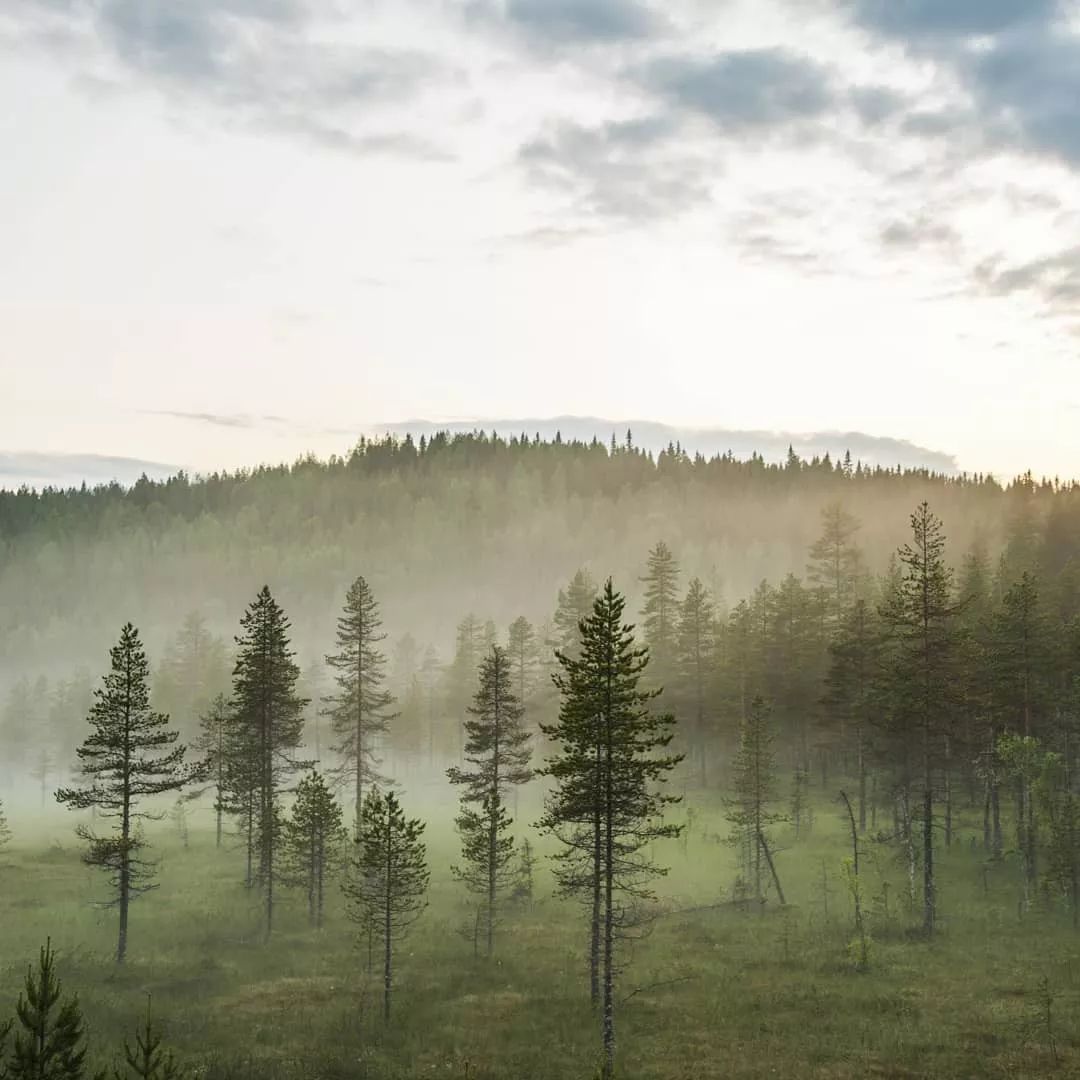 “北欧李子柒”引300万人围观，隐居森林9年，活出所有人羡慕的样子