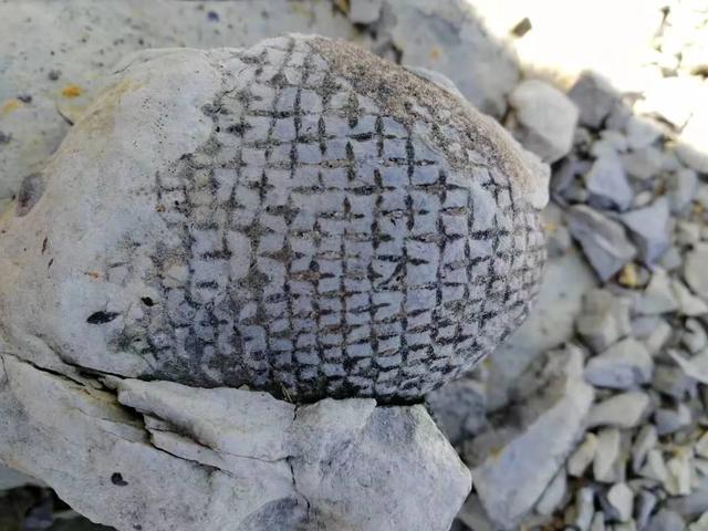 陆良县发现远古海洋生物化石,有关人士判定为海林檎化石.