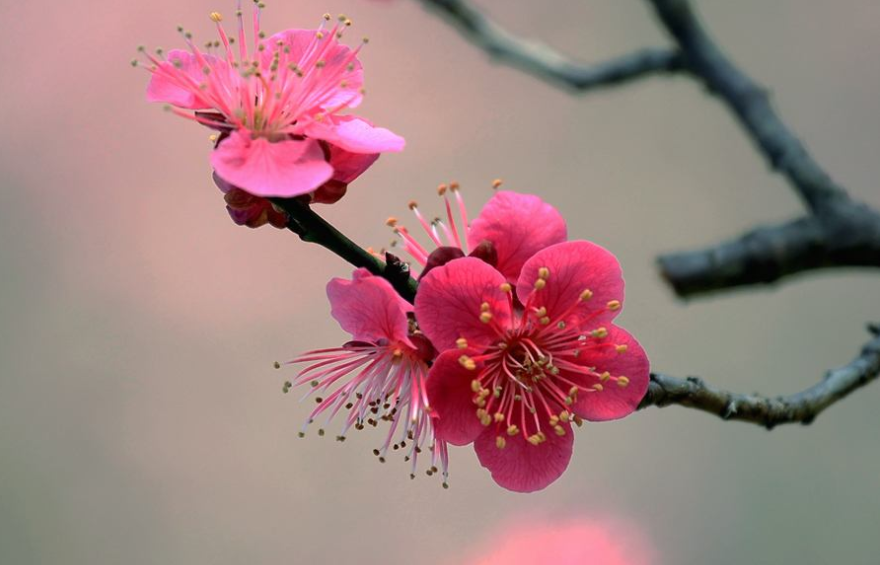 最长寿的梅花—湖北黄梅县晋梅,湖北旅游必去景点之一