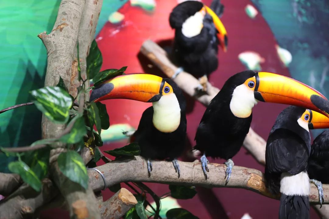 ���裤688�Ϳ��������������Ƶ�����ͷ�+2��2С������ ...