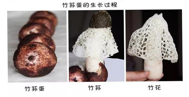 古时皇帝才有幸品尝的上等佳品 竟生在云和！