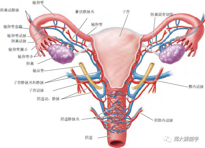 生殖系统|女性内生殖器官