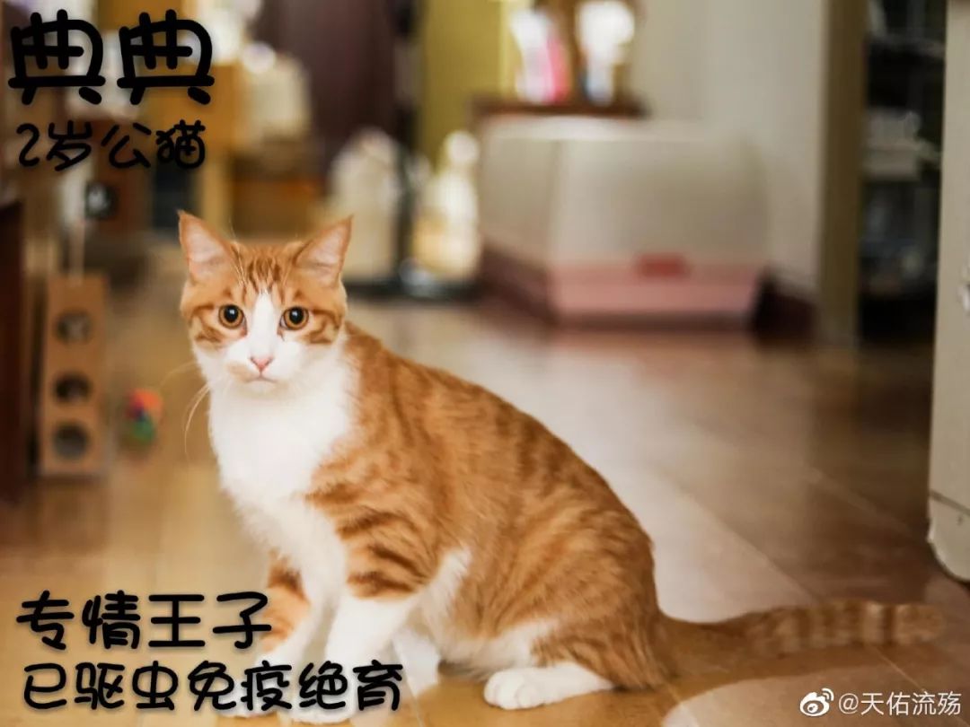猫和人合影视频 f1db5d09ee26469cb2751da119b84224.jpeg
