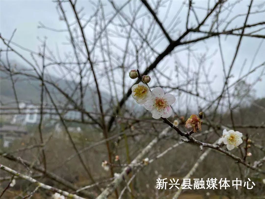 新兴的梅花开了12月21日天露山第八届梅花节等你来打卡