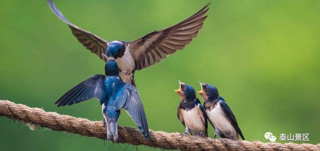 巢鸟什么成语_成语故事简笔画(5)