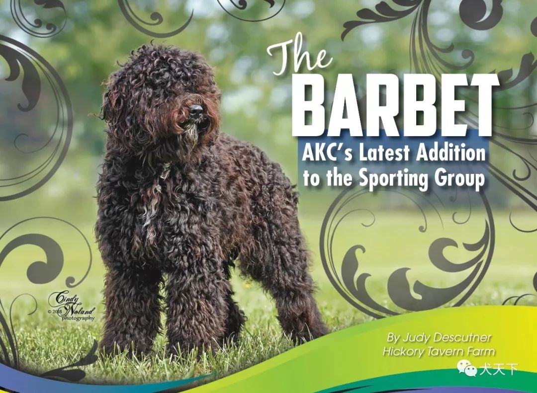 巴贝特犬美国akc运动犬组新成员