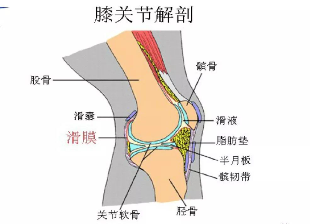 膝关节滑囊的影像解剖_韧带