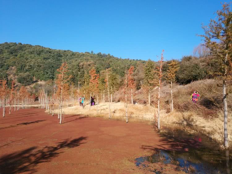 杉尾村人口_杉尾鱼图片(2)