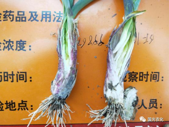 大蒜缺磷时,下部老叶和茎秆呈紫红色