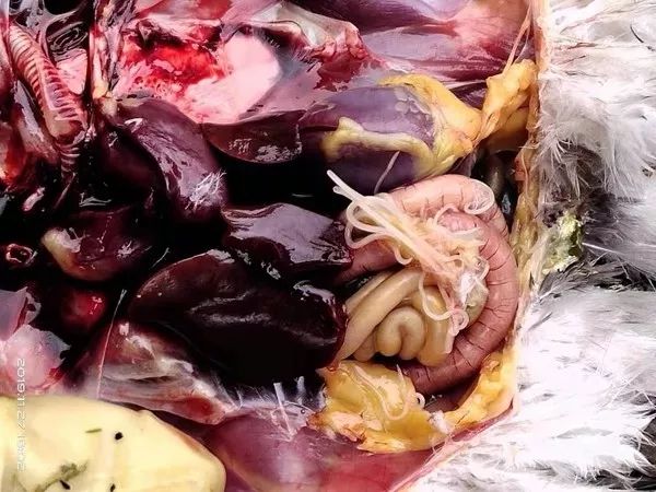 常用的  左旋咪唑只能杀灭成虫,根本无法驱杀鸽子体内的幼虫和虫卵.