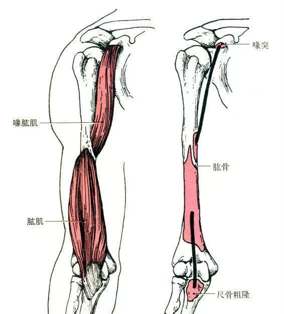 19,尺侧腕伸肌