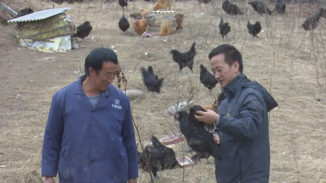华亭:太平鸡"阵"为群众增收致富再添动力