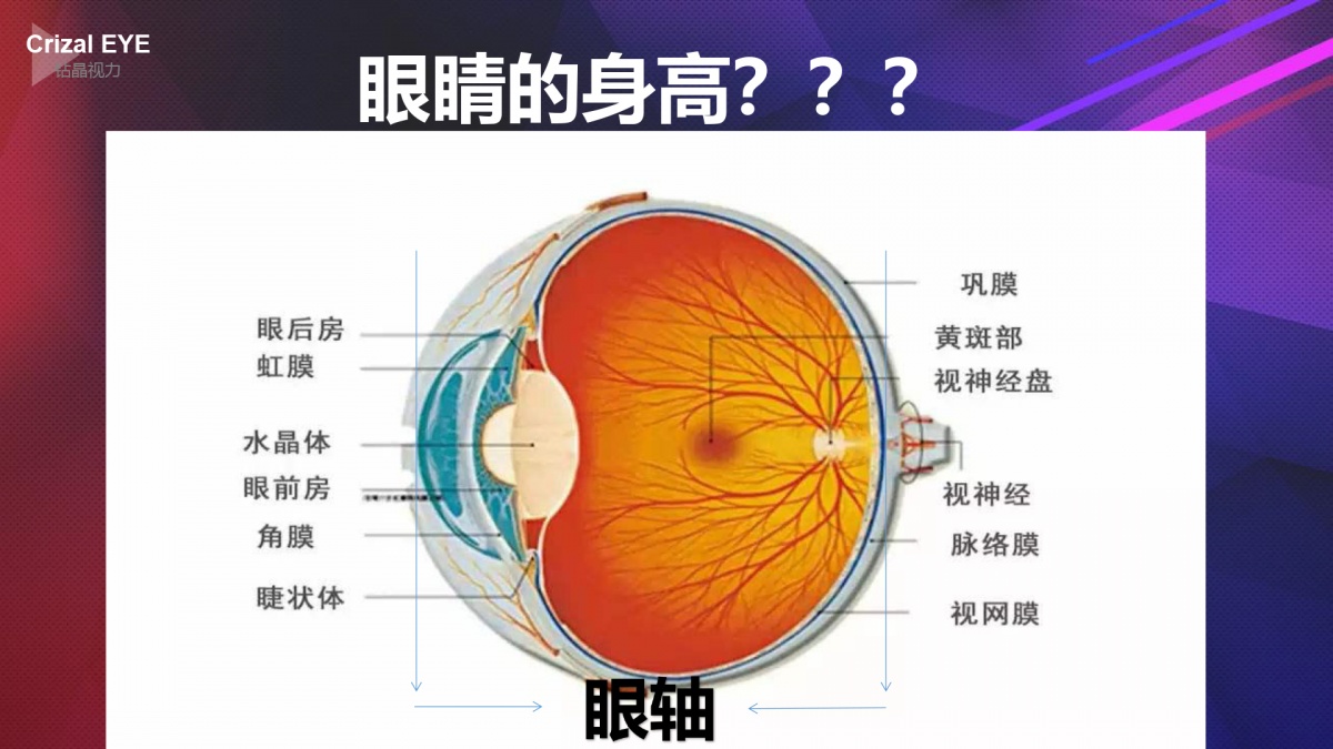 眼球的构造验光师和专业验配店都要具备的基础能力