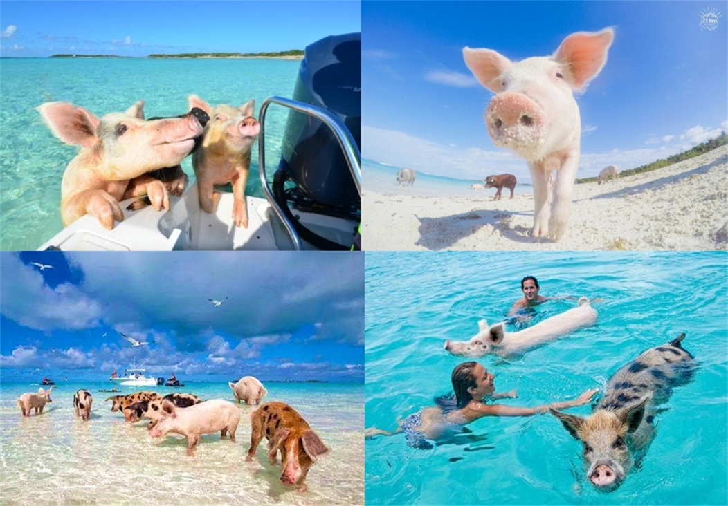 巴哈马猪岛