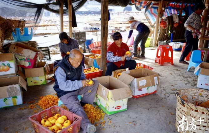 一门手艺,一抹乡愁!潮阳区金灶镇芦塘村代代传承柿饼加工传统