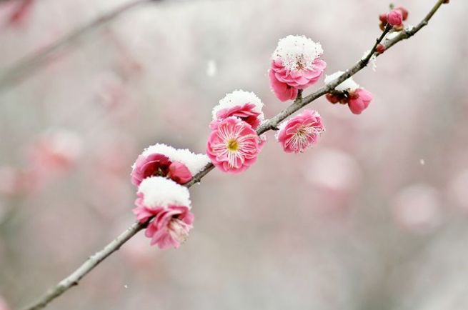 【荐读】雪梅,就是最美的冬日诗词