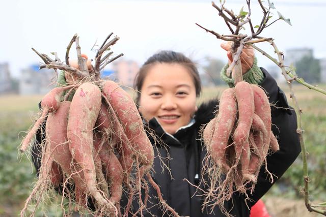 2019年12月18日,在融安县紫薯种植示范基地,搬迁群众在展示收获的紫薯