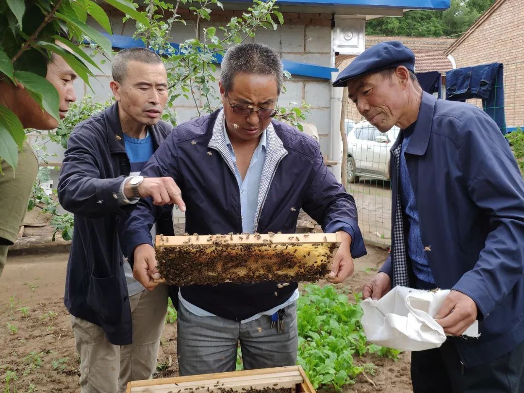 养蜂技术上门指导