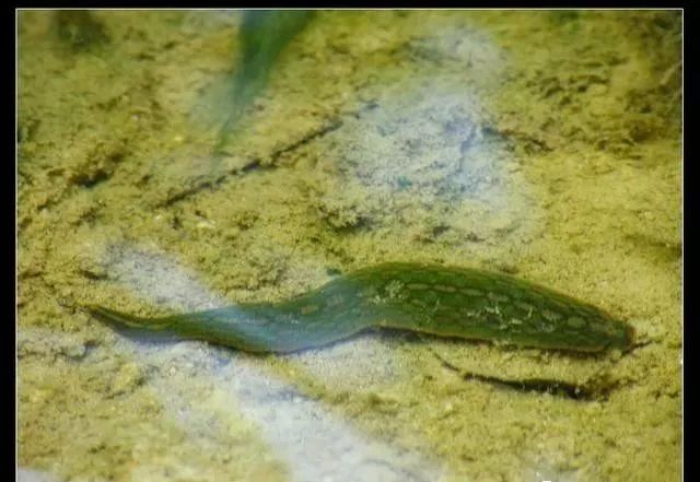 (1),对小龙虾的危害:蚂蟥虽然不能直接吃掉小龙虾,但是就好比寄生虫一