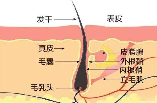 脱落的头发有小白点是发囊吗