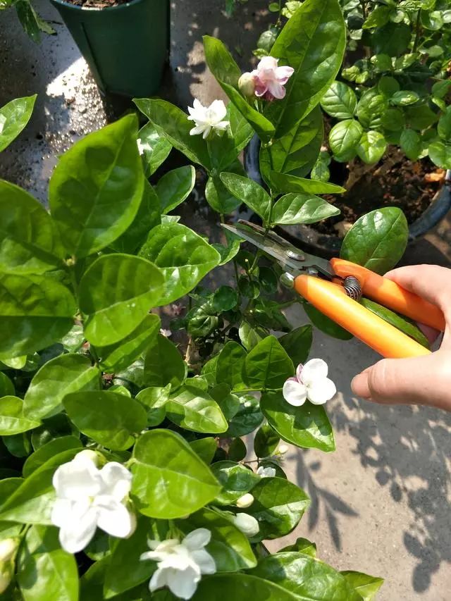 冬季给茉莉花修剪有讲究,轻剪枝条促休眠,开春就是生长季!
