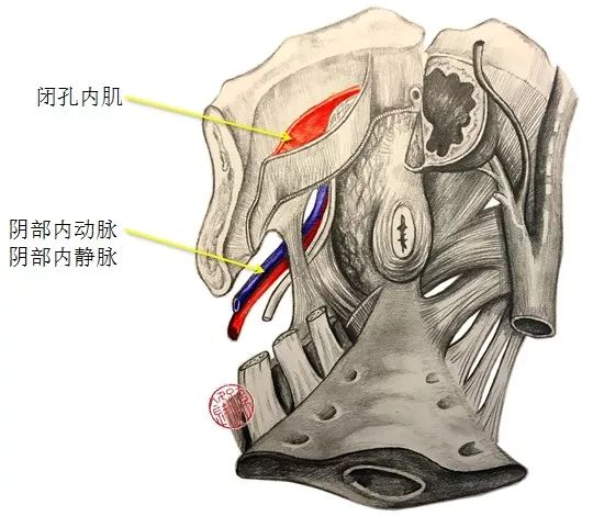 医学笔记|从腹腔侧观察坐骨直肠窝的局部解剖