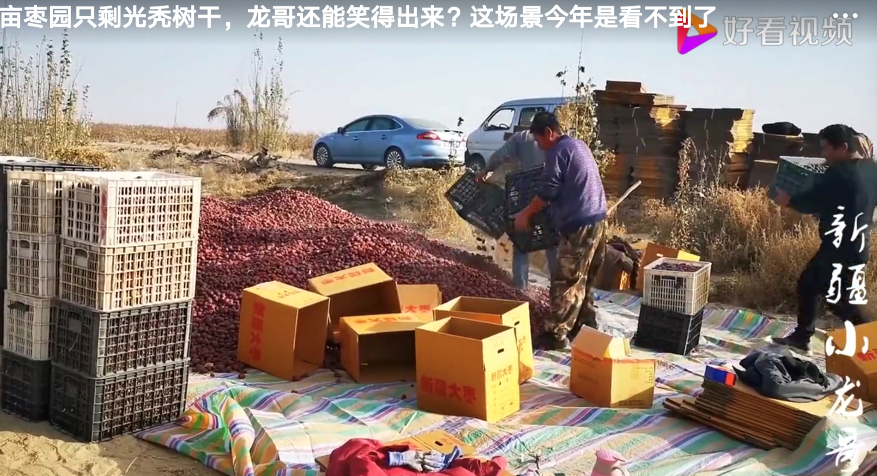 新疆小伙在好看视频卖和田枣，6天卖出1万斤-锋巢网