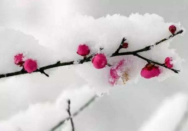 【荐读】雪梅,就是最美的冬日诗词