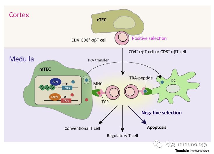胸腺t细胞的发育,是一个精确编排的过程,包括与特定部位,特定细胞类型