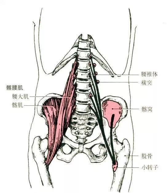 止点:四个头合并成一条肌腱,包绕髌骨,向下形成髌韧带止于胫骨粗隆.