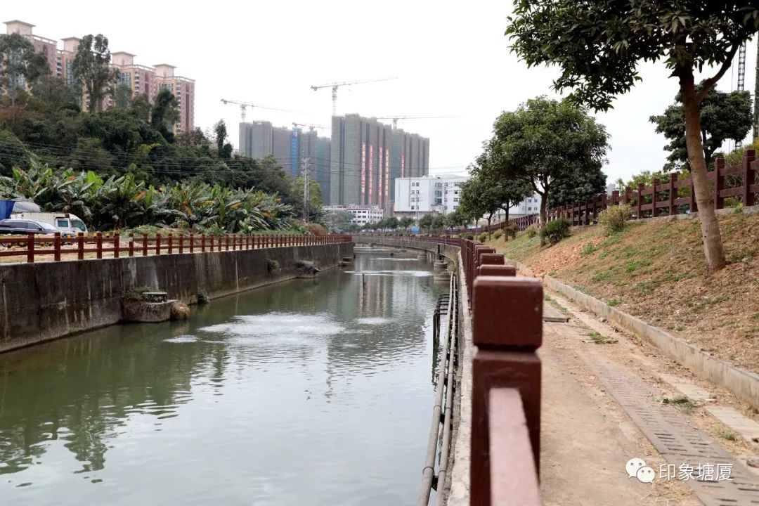 塘厦水污染治理初现成效,鹭鸟重回石马河