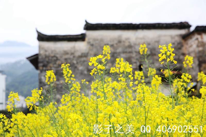 春到虹关 徽饶古道第一村