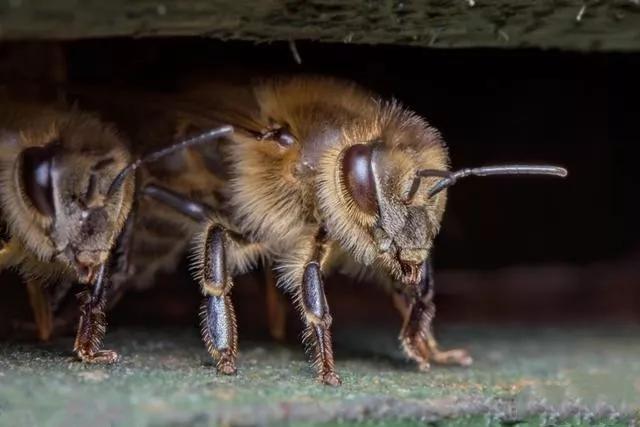 勤劳的小蜜蜂每天都在做什么?