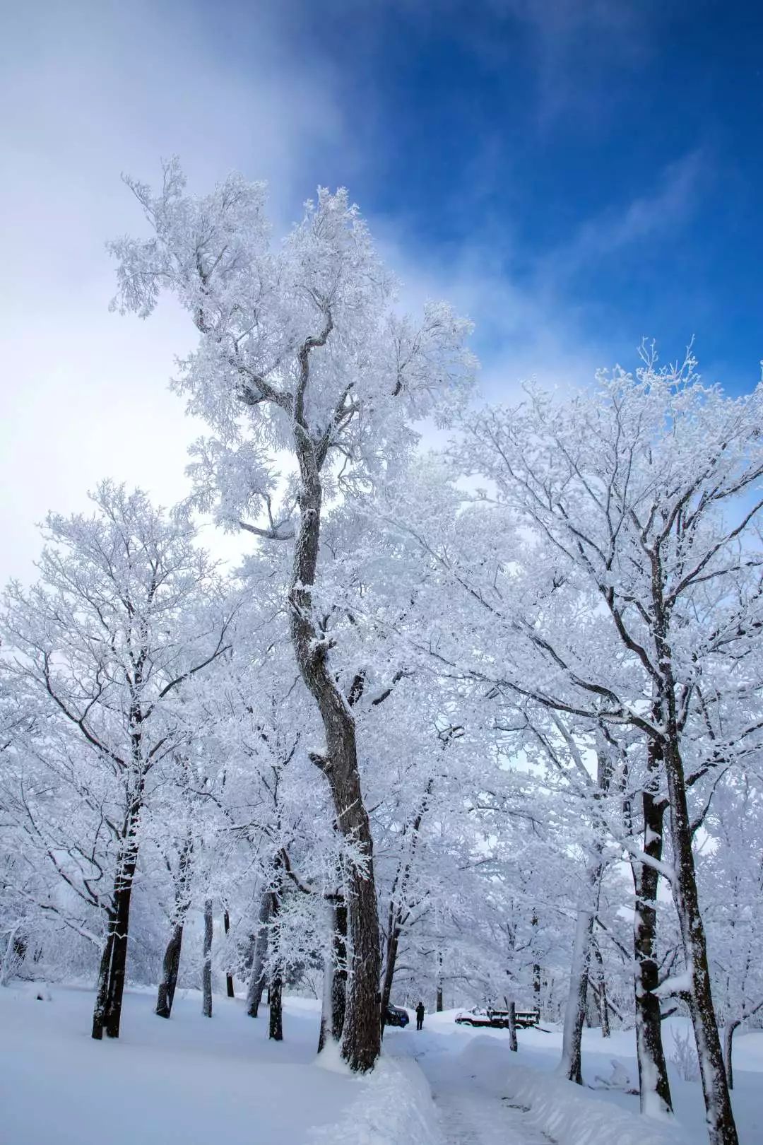 如今冬裹银裘,雪毯素装更是撩人