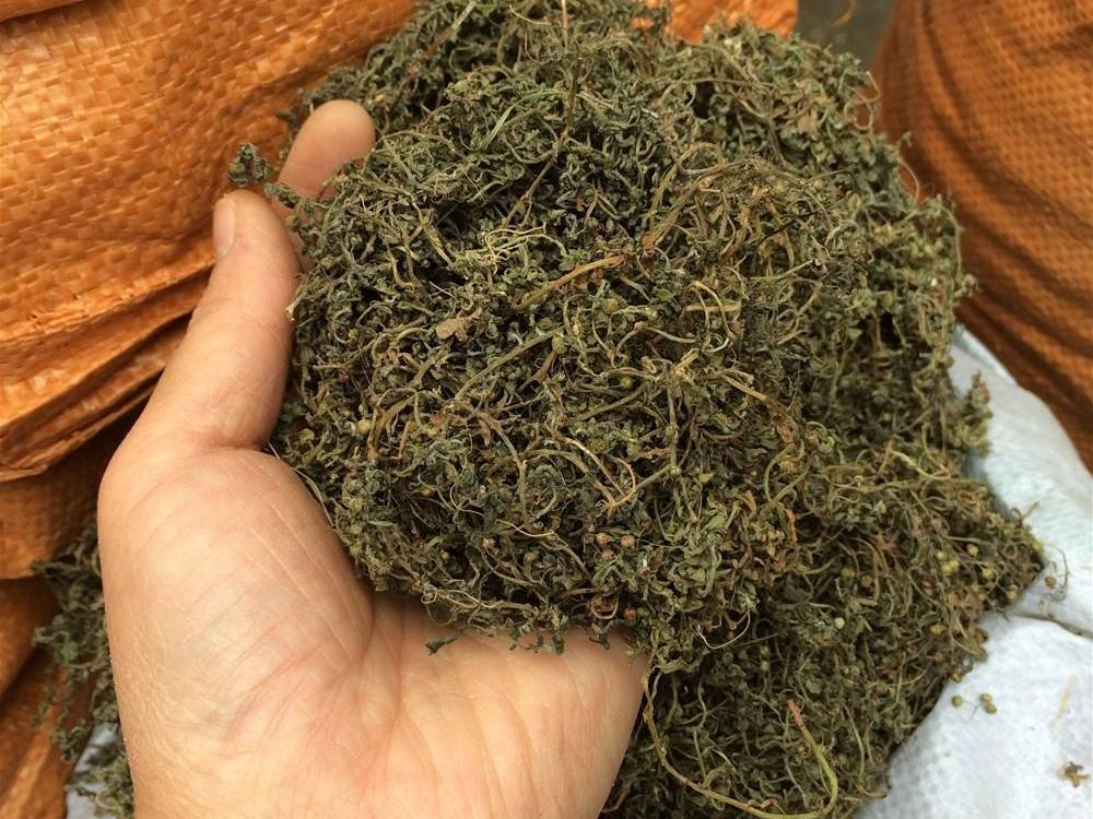 啥是鹅食草 d05464e91b0642a1a65bd4edcdc47e28.jpeg