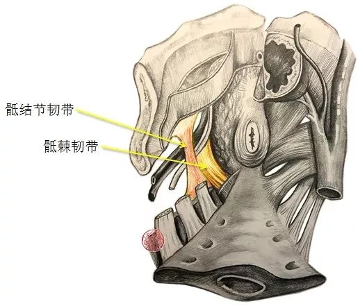 髂骨尾骨肌 和 耻骨直肠肌 →穿过  骶结节韧带 和  alcock管即阴部