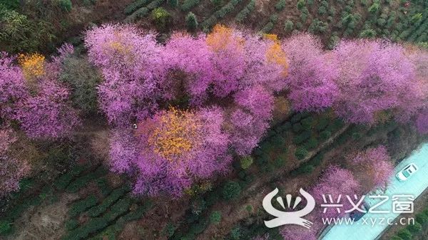 兴义这片网红樱花刷爆朋友圈美得一塌糊涂