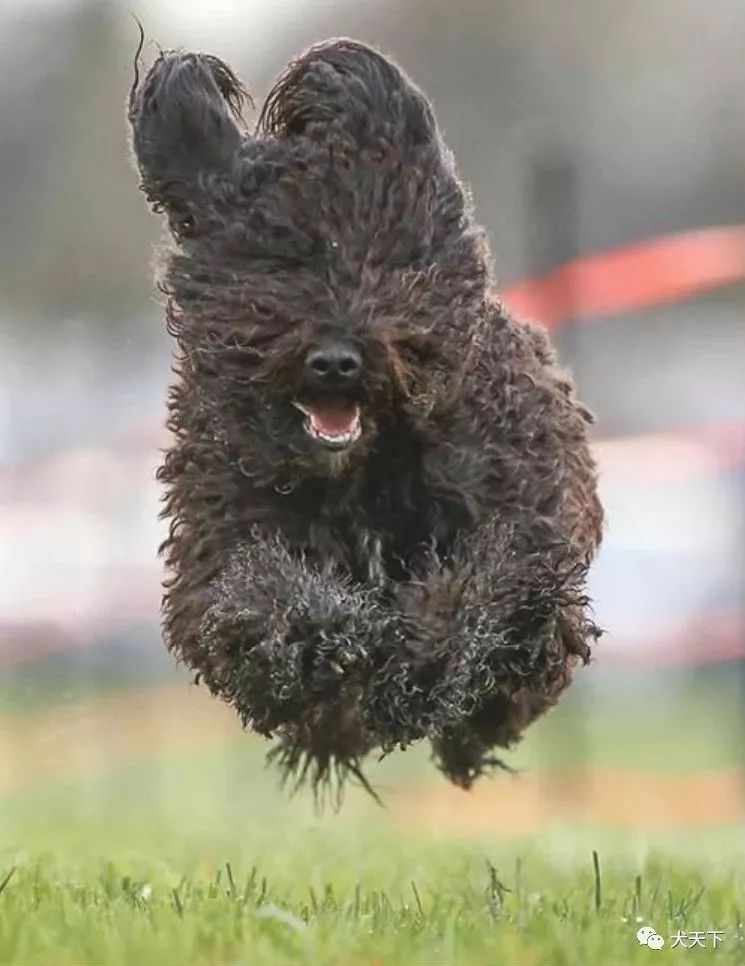 巴贝特犬美国akc运动犬组新成员