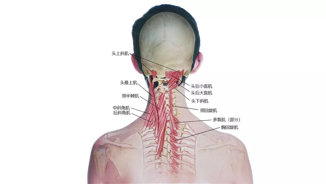超全27张高清解剖图带你认识头面颈部骨骼及肌肉名称珍藏