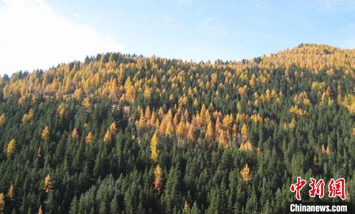 山西清查“绿色家底”22.79%国土覆盖森林